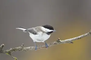 Parus Prints: Picture No. 10887111