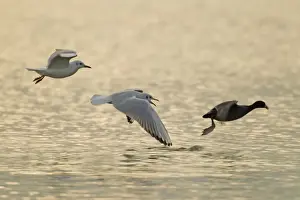 Larus Prints: Picture No. 10887115