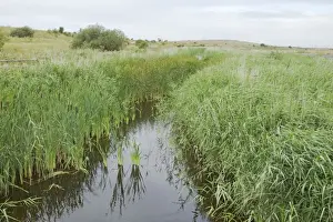 Reedbed Prints: Picture No. 10887133