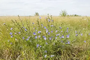 Chicory Prints: Picture No. 10887134