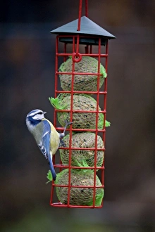 Images Dated 29th February 2008: Picture No. 10887151