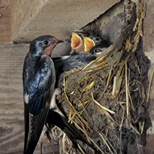 Swallow Prints: Picture No. 10887156