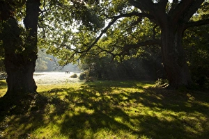 Images Dated 29th September 2011: Picture No. 10887170
