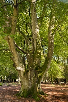 Images Dated 29th September 2011: Picture No. 10887173