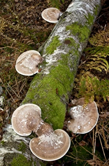 Images Dated 29th September 2011: Picture No. 10887174