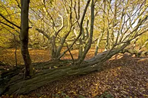 Hornbeams Prints: Picture No. 10887201