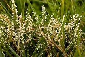 Grasses Prints: Picture No. 10887213