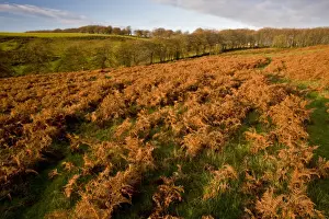 Bracken Prints: Picture No. 10887218
