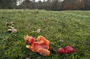 Grazed Prints: Picture No. 10887220