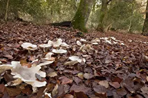 Fairy Prints: Picture No. 10887224