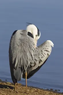 Preening Prints: Picture No. 10887250