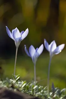 Crocus Prints: Picture No. 10887300