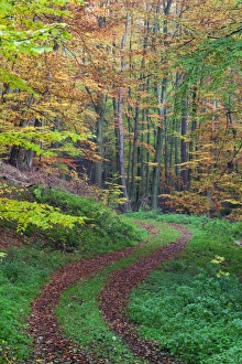 Images Dated 30th October 2011: Picture No. 10887301