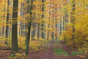 Images Dated 30th October 2011: Picture No. 10887302