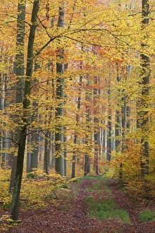 Images Dated 30th October 2011: Picture No. 10887303
