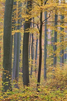 Images Dated 30th October 2011: Picture No. 10887304