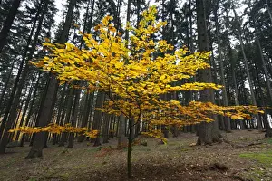 Abies Prints: Picture No. 10887311