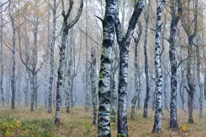 Betula Prints: Picture No. 10887317