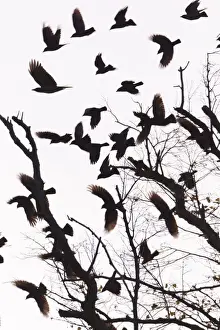 Leaving Prints: Picture No. 10887321