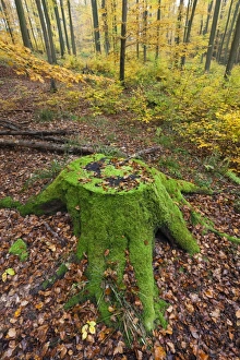 Images Dated 30th October 2011: Picture No. 10887356