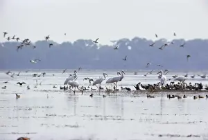 Cranes Prints: Picture No. 10887362