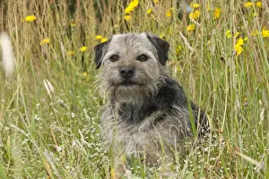 Scruffy Prints: Picture No. 10887474