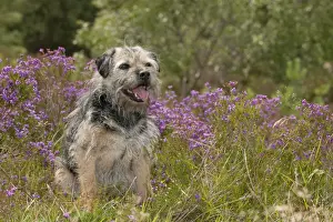 Scruffy Prints: Picture No. 10887475