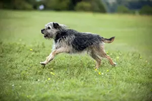 Scruffy Prints: Picture No. 10887477