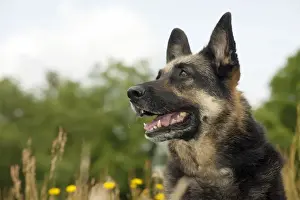 Shepherd Prints: Picture No. 10887479
