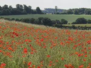 Papaver Prints: Picture No. 10887523