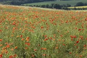 Papaver Prints: Picture No. 10887529