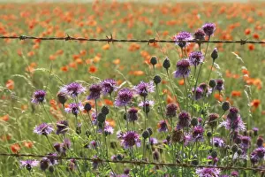 Papaver Prints: Picture No. 10887530