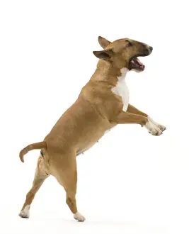 Bullterrier Prints: Picture No. 10887597