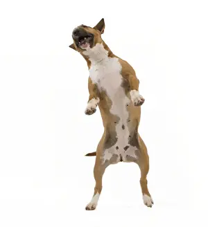 Bullterrier Prints: Picture No. 10887598