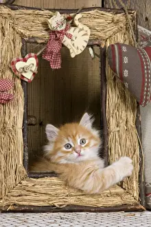 Frames Prints: Picture No. 10887718