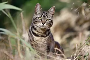 Whiskers Prints: Picture No. 10887836