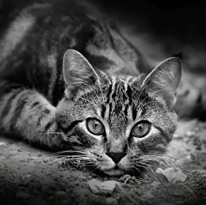 Whiskers Prints: Picture No. 10887838