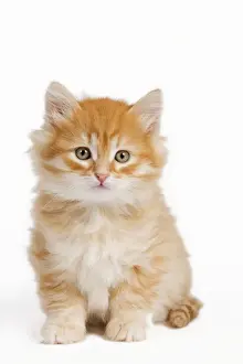 Ginger Prints: Picture No. 10887839
