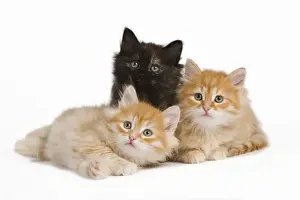Picture No. 10887844
