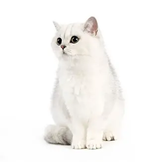Picture No. 10887869