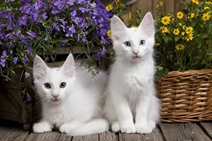 Angora Prints: Picture No. 10887943