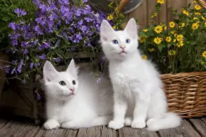 Angora Prints: Picture No. 10887944