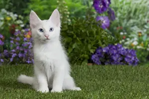 Angora Prints: Picture No. 10887957