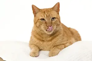 Lick Prints: Picture No. 10888050