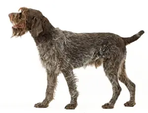 Griffon Prints: Picture No. 10888090