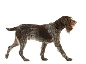 Griffons Prints: Picture No. 10888092