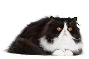 Whiskers Prints: Picture No. 10888200