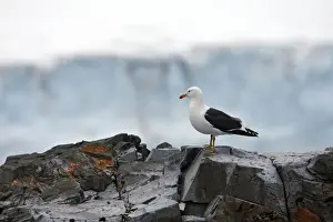Larus Prints: Picture No. 10888235