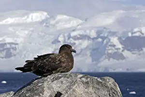 Skua Prints: Picture No. 10888274