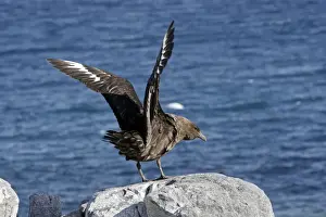 Skua Prints: Picture No. 10888275